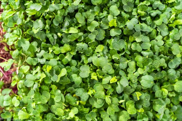 Microgreens