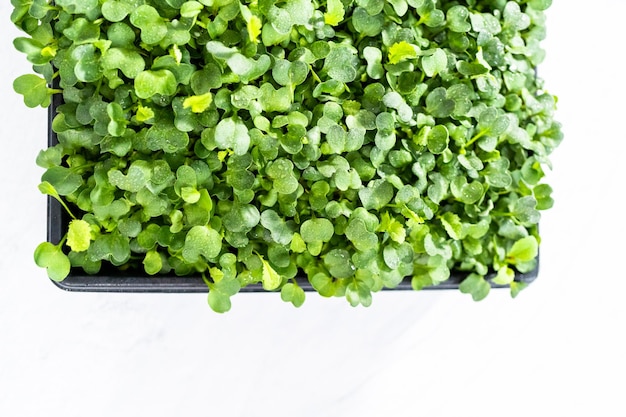 Microgreens