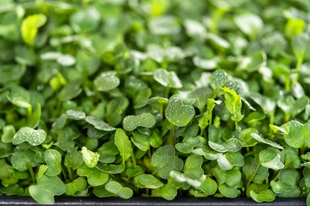 Microgreens