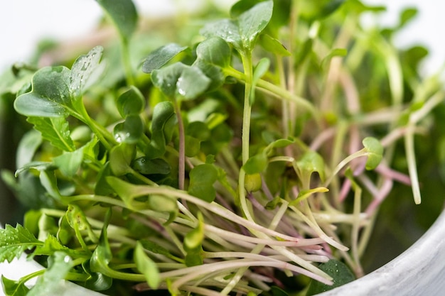 Photo microgreens