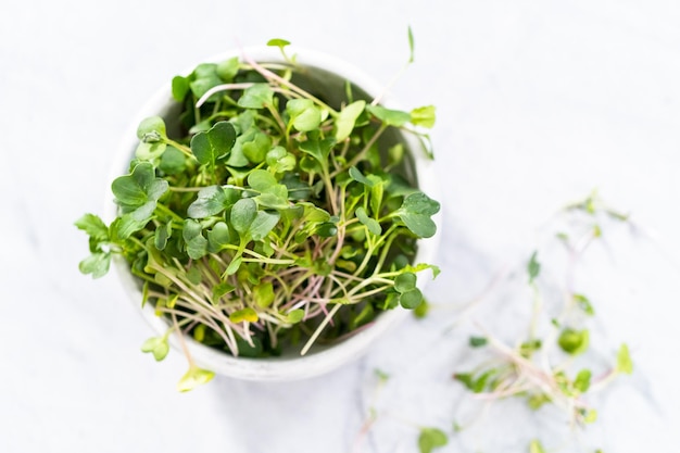 Microgreens