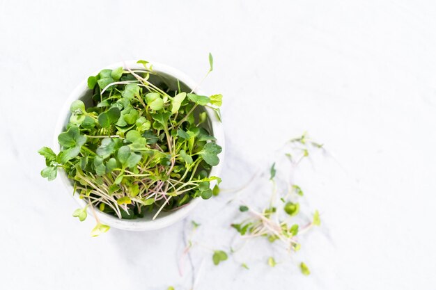 Microgreens