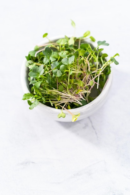 Microgreens