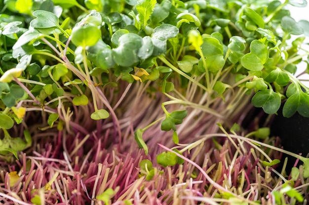 Microgreens