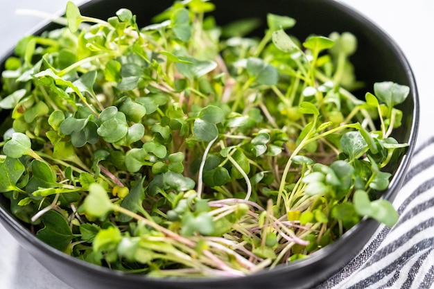 Microgreens