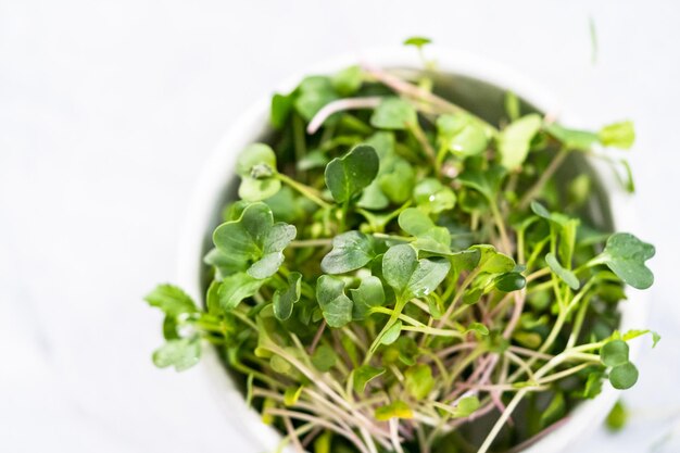 Microgreens