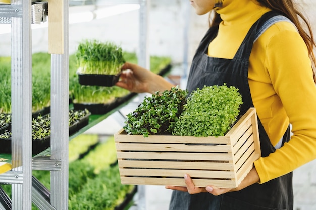 Microgreensachtergrond met groeiende spruiten in vrouwelijke handen