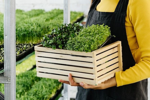 Microgreensachtergrond met groeiende spruiten in vrouwelijke handen