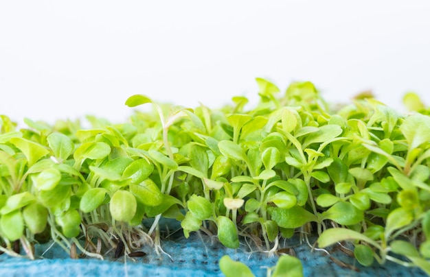 Microgroen rauw groen biologisch voedselsalade blad