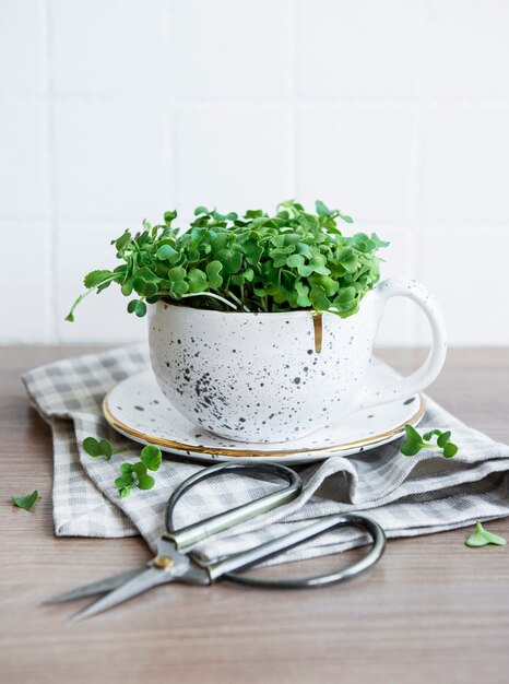 Microgroenten Gekiemde Radijszaadjes Ontkiemen Microgreens Zaadkieming thuis