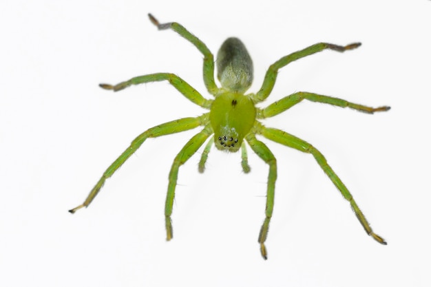 Foto micrommata ligure. famiglia sparassidi. ragno isolato su sfondo bianco