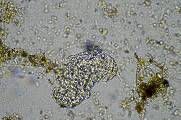 Photo microorganisms and a tardigrade in a soil sample on a farm