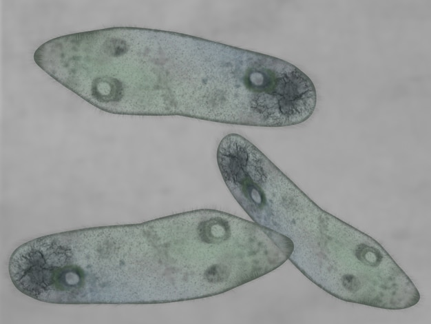 Микроскопический обзор Paramecium