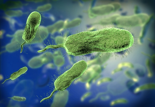 Microscopic view of vibrio vulnificus bacteria