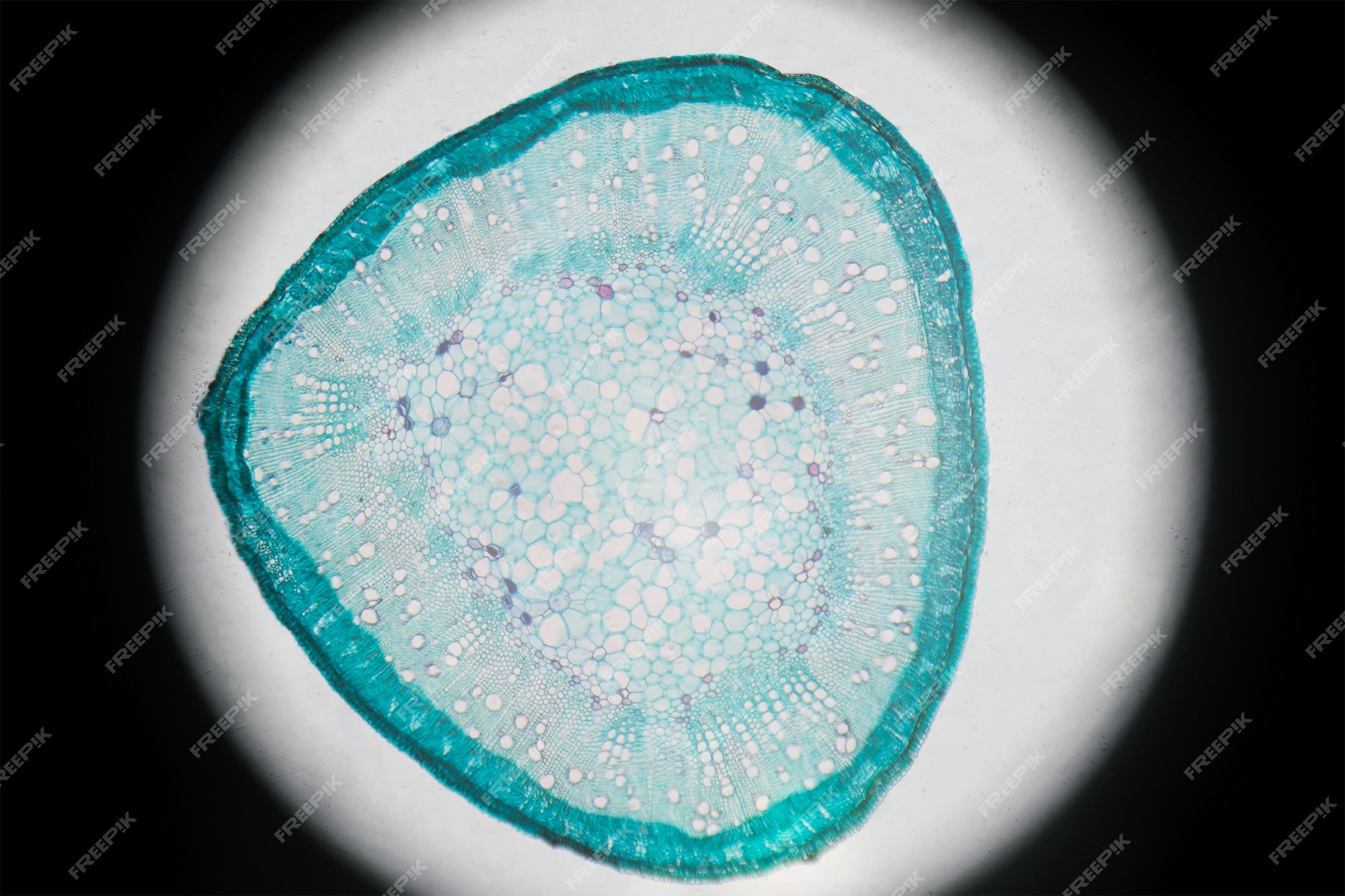 Microscopische Fotografie Van Stoom Van Katoen, Doorsnede. | Premium Foto