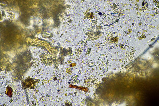 Foto microscopische micro-organismen onder de microscoop