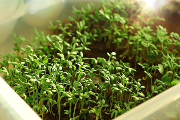 A microshade on the windowsill healthy eating fresh arugula greens a home garden