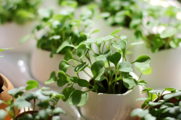 Photo a microshade on the windowsill healthy eating fresh radish greens a home garden