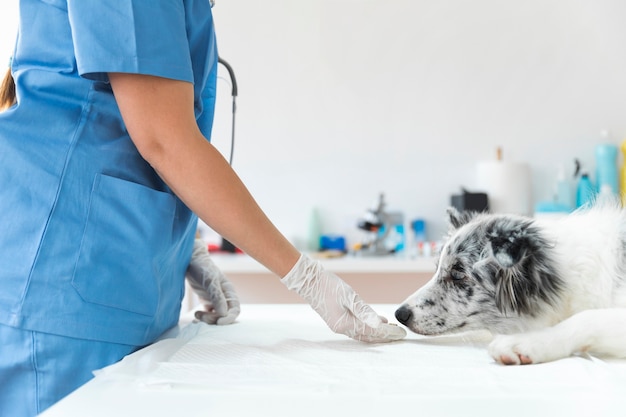 Metà di sezione del cane d'alimentazione veterinario femminile in clinica