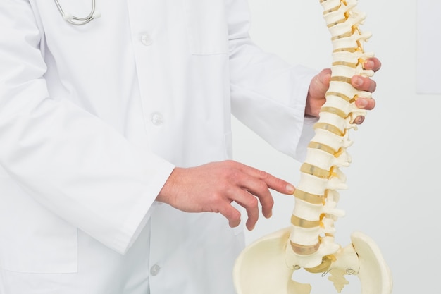 Mid section of a male doctor with skeleton model