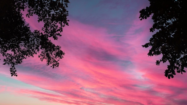 Middagzicht met bomen silhouet