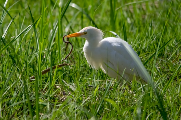 Middelgrote zilverreiger ving een slang Victoria Lake Uganda