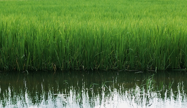 Middellange termijn groeiende rijstvelden op water