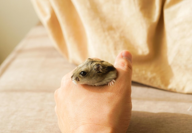 Middelsnede van de persoon die de stok vasthoudt