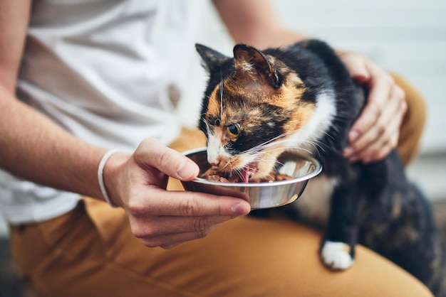 Middelsnede van een man die een kat voedt op een hardhouten vloer