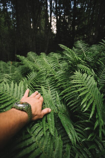 Middelsnede van een man die een varensboom vasthoudt in het bos