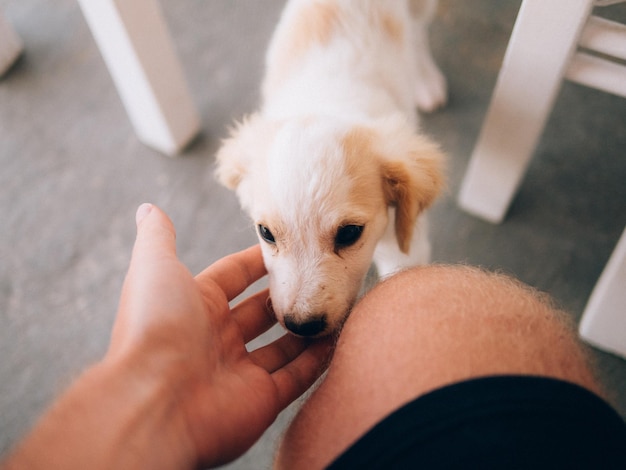 Middelsnede van een man die thuis een puppy aanraakt