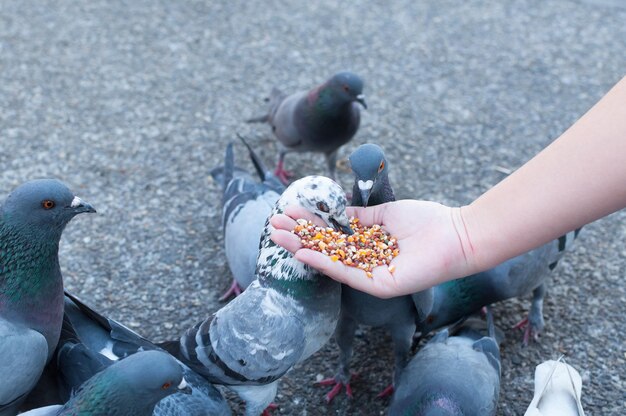 Middelsnede van een persoon die een vogel voedt