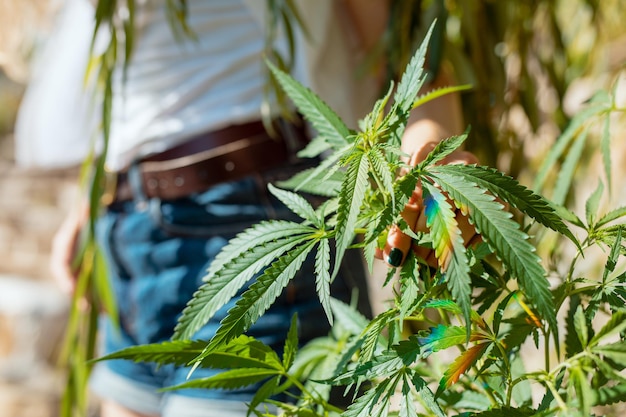 Middelsnede van een vrouw die een cannabisplant buiten vasthoudt
