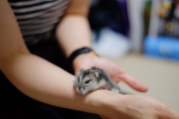 Middelsnede van een vrouw die een hamster vasthoudt