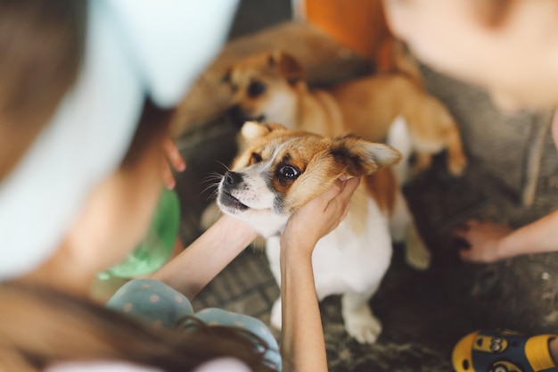 Foto middelsnede van een vrouw die een hond vasthoudt