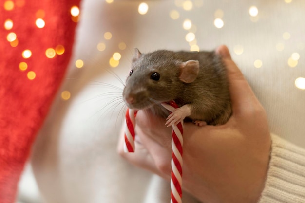 Middelsnede van een vrouw die een muis vasthoudt