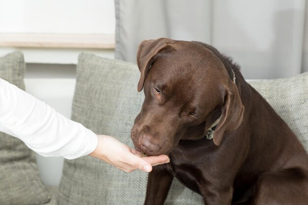 Foto middelsnede van vrouw met hond thuis