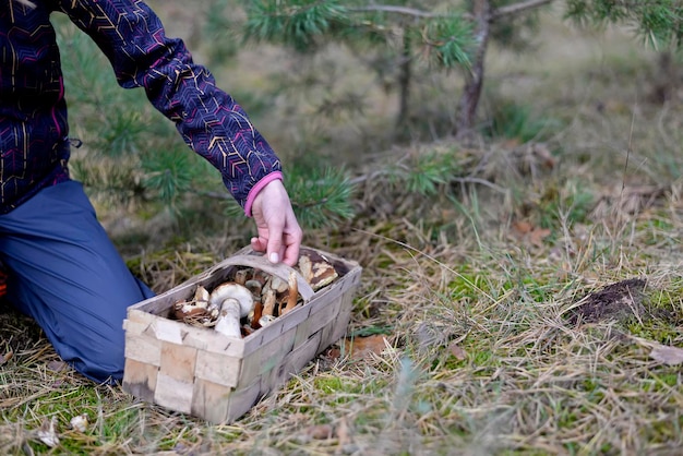 Middelsnede van vrouw met paddenstoelen in mand op het veld