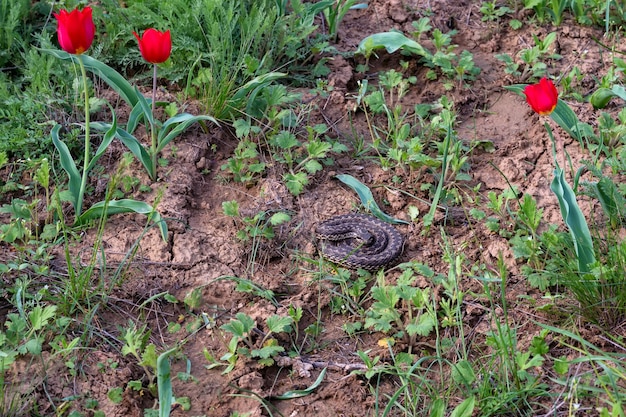 Middelste adder of vipera renardi opgerold op de grond