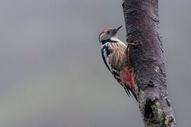 Middelste bonte specht (Dendrocoptes medius) Leon, Spanje