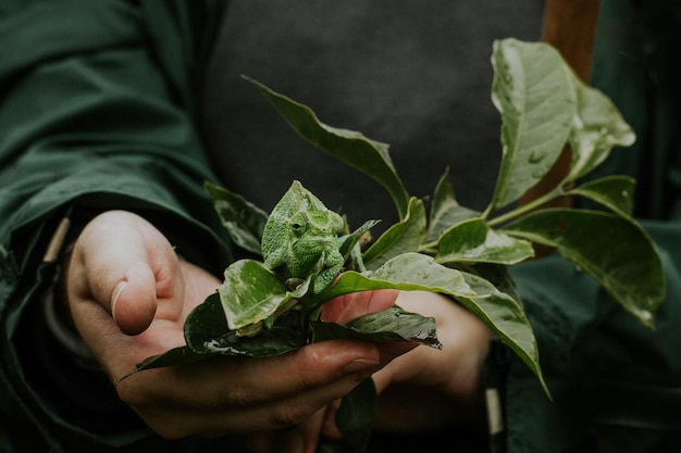 Middendoorsnede van de persoon die de plant bezit