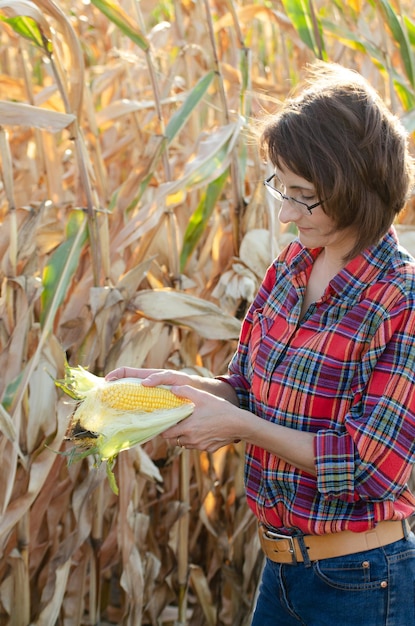 Middle age brunette caucasian female farm worker in glasses inspecting corn cobs at field sunny summer day