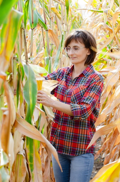 Middle age brunette caucasian female farm worker in glasses inspecting corn cobs at field