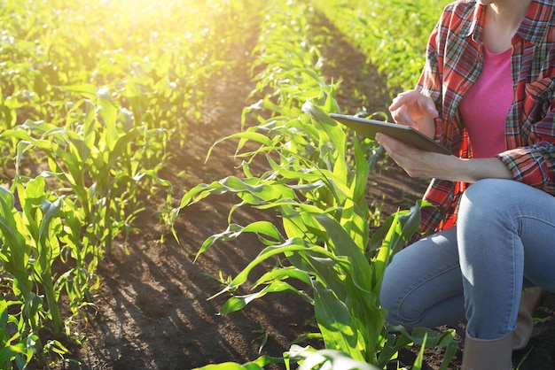 Middle age female caucasian maize farmer with tablet computer kneeled for inspection stalks at field