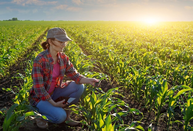 Middle age female caucasian maize farmer with tablet computer kneeled for inspection stalks at field