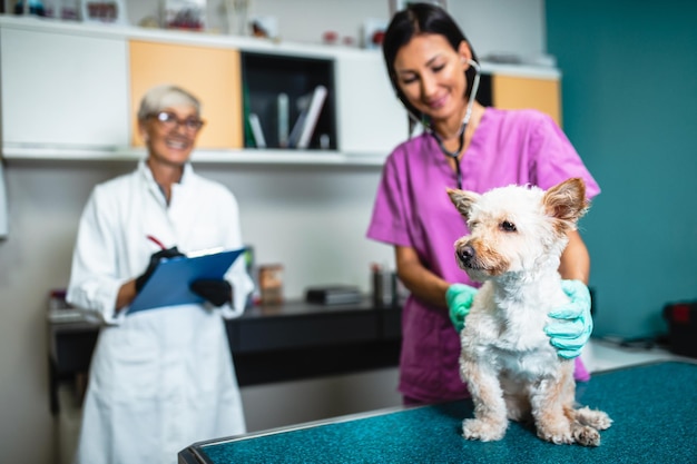 Donna veterinaria di mezza età che esamina un piccolo cane bianco.