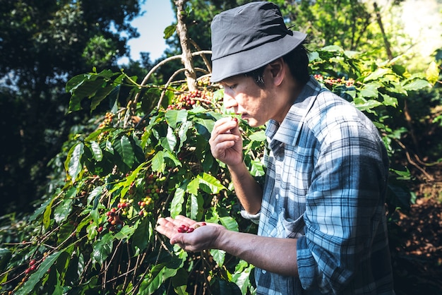 中年のアジア人男性農家は、植物から新鮮なコーヒー豆を食べていました