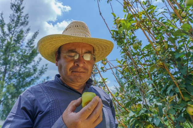 Middle-aged Hispanic farmer on a farm with apple trees