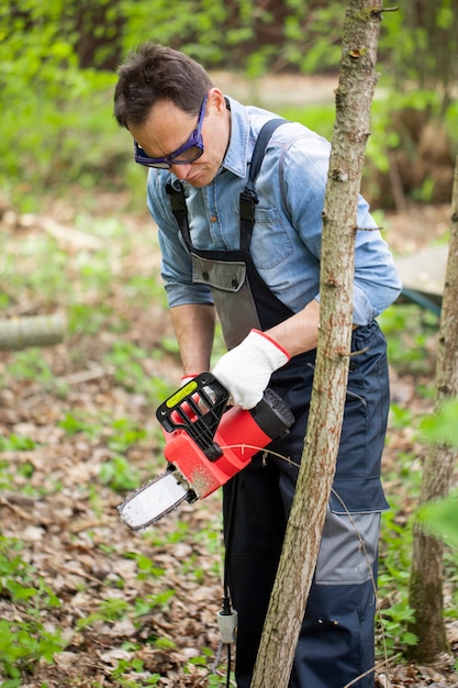 Middle-aged man in overalls saws wood with chain saw in background of fallen leaves thicket clearance