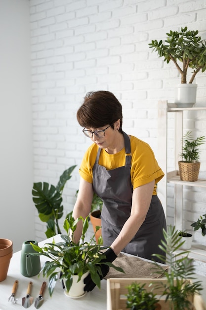 Middle aged woman in an apron clothes takes care of potted plant in pot home gardening and floricult